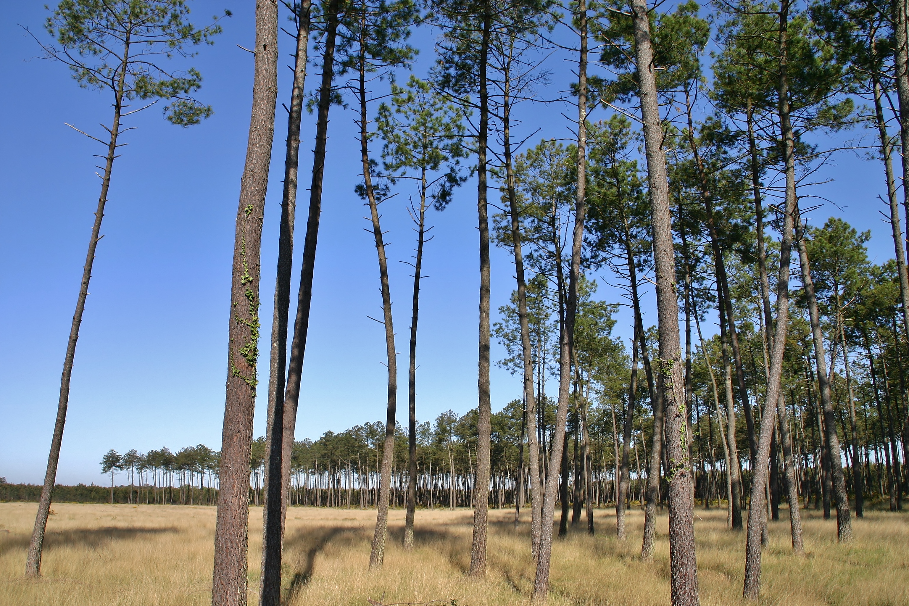 paysage des landes